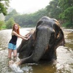 Elephant Bathing, Chiang Mai - Thailand