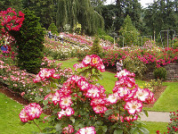 Rose Festival Chandigarh