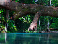 Daintree Rainforest, Australia