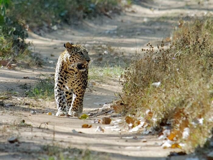 wildlife sanctuary vadodara